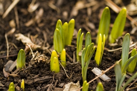 Healthy Spring for Liver